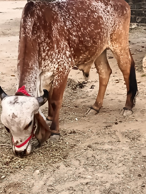 ગોધલા  વેચવાના...