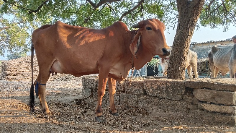 ગાય વેસવાની છે