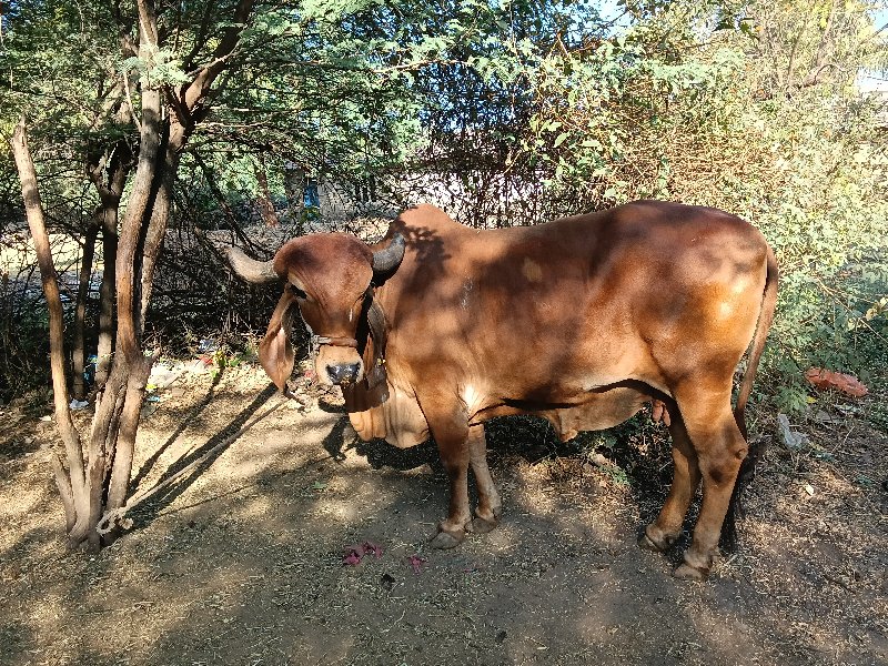 બંને ગાય યુ વેચ...