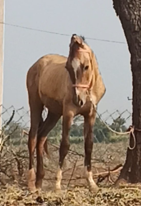 મોટા માણસો જીલ્...