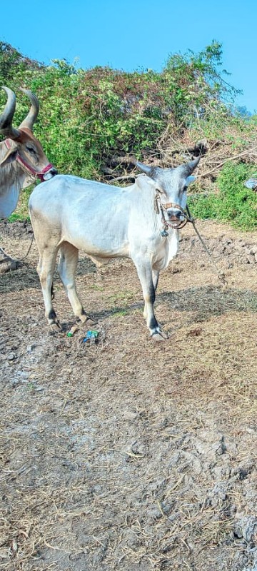 વેચવાના છે