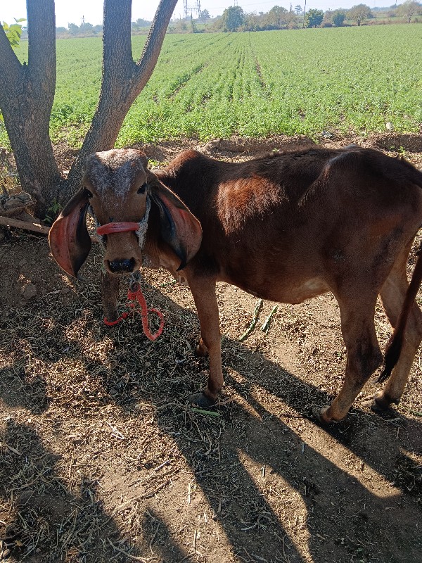 બે વાછડી‌ વેચવા...