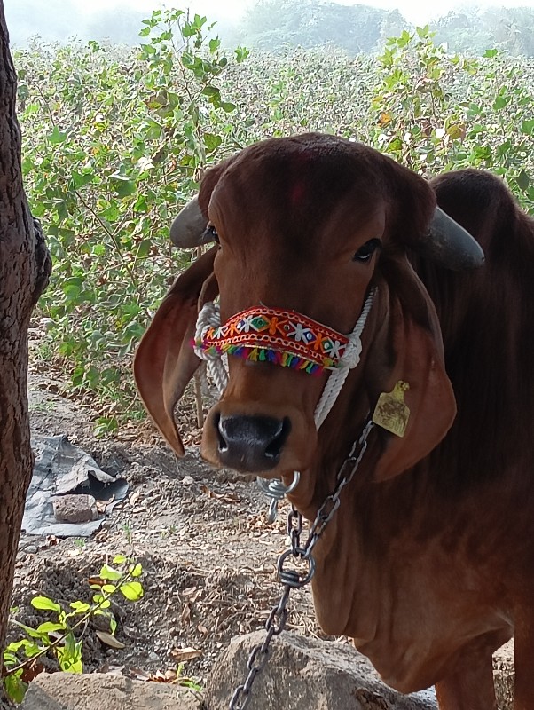 ગાય વેચવાની છે