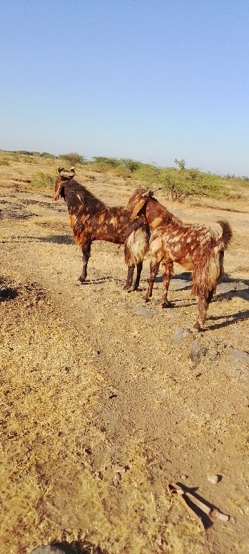 માળીયાહાટીના અક...