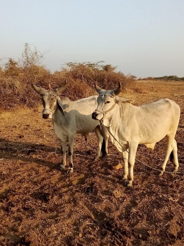 ગોઢલા વેચવા ના...