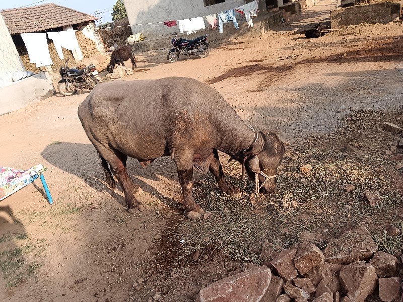 પાડો વેચવા નો છ...