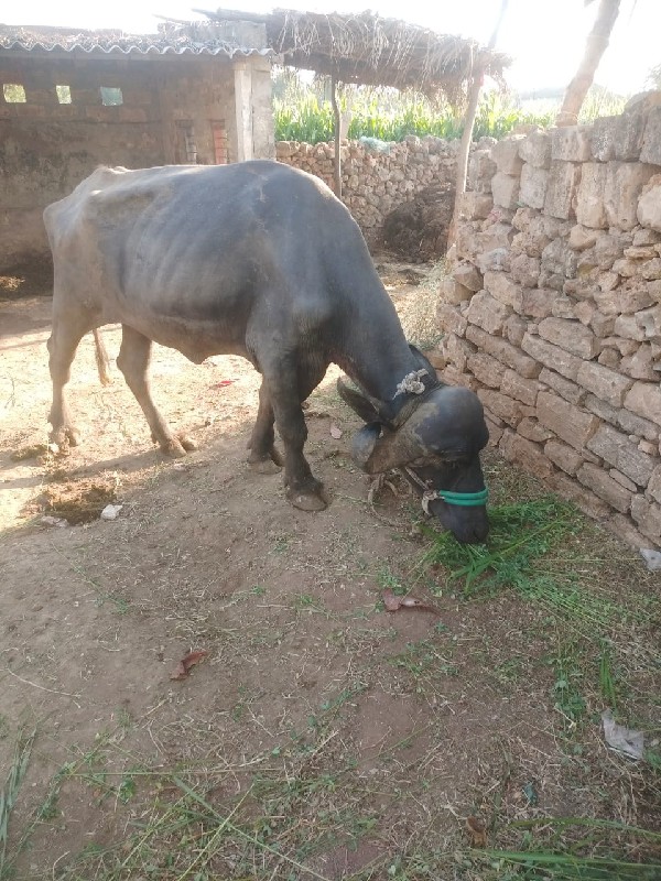 ર્રુત્વિક્