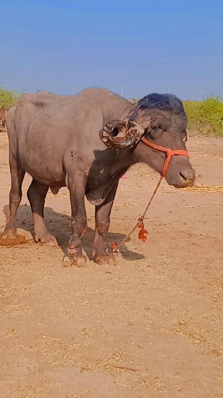 કરેલી વેચવાની છ...