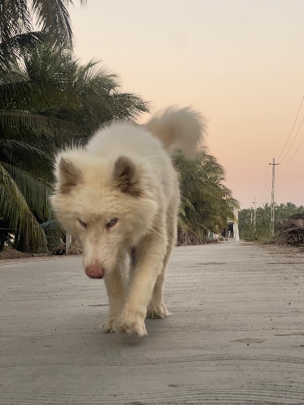 Siberian husky...