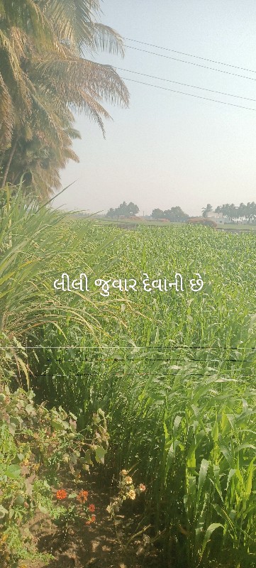 જુવાર