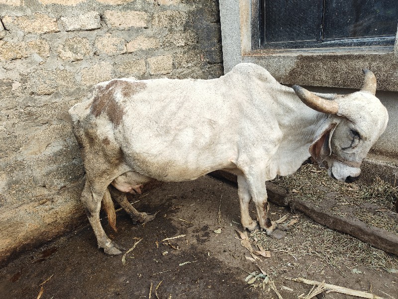 ગાય વેચવાની શે