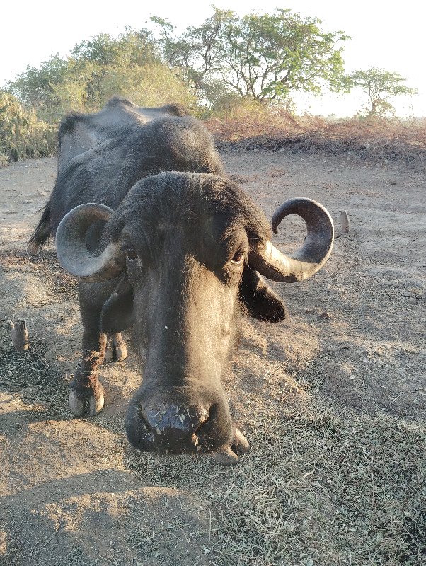 ભેંસ વેચવાની છે