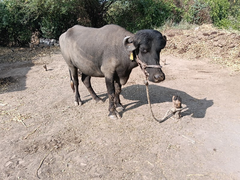 ખડેલી વેચવાની છ...