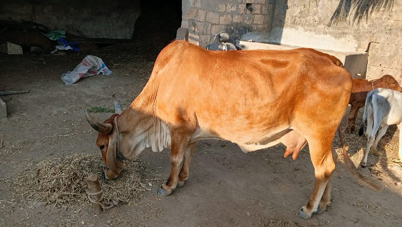 વેસવાનીસે ગાયો