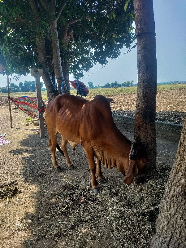 બળદ દેવાના છે