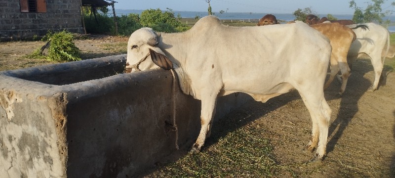 ગાય વેસવા ની છે