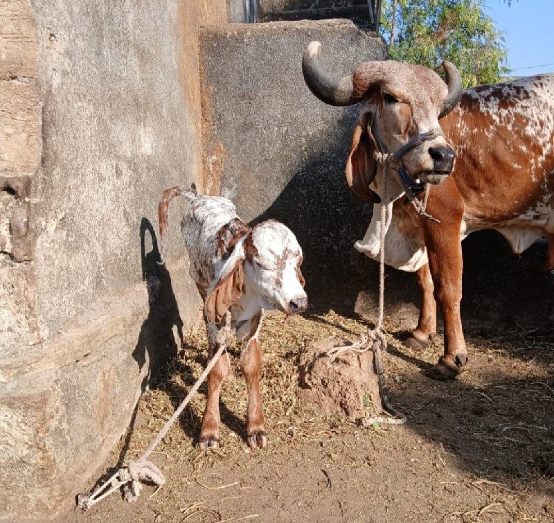 gay vechvani ch...