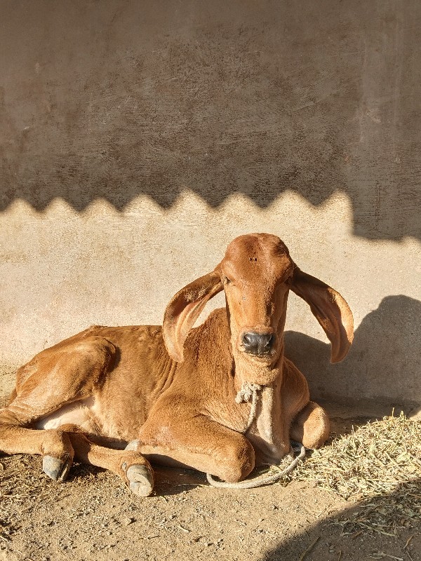 ગિર ગાય