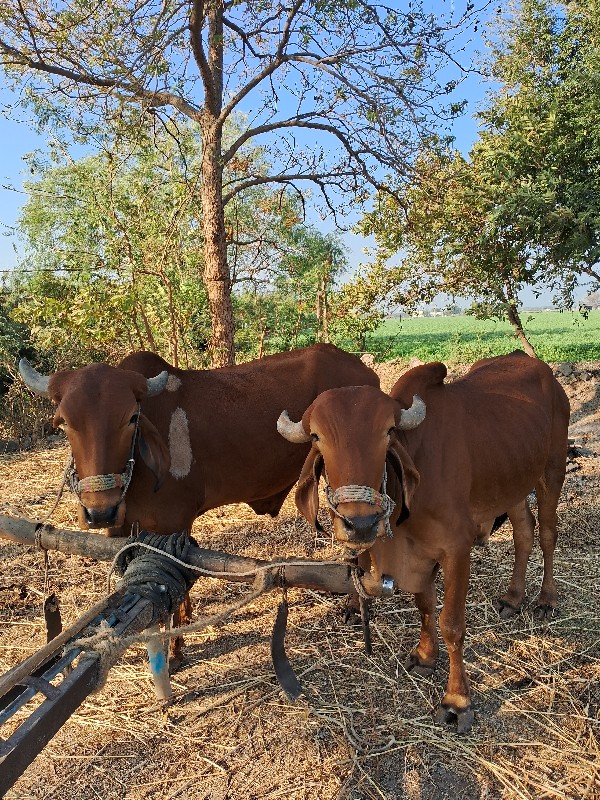 ગોઢલા વેચવાના છ...