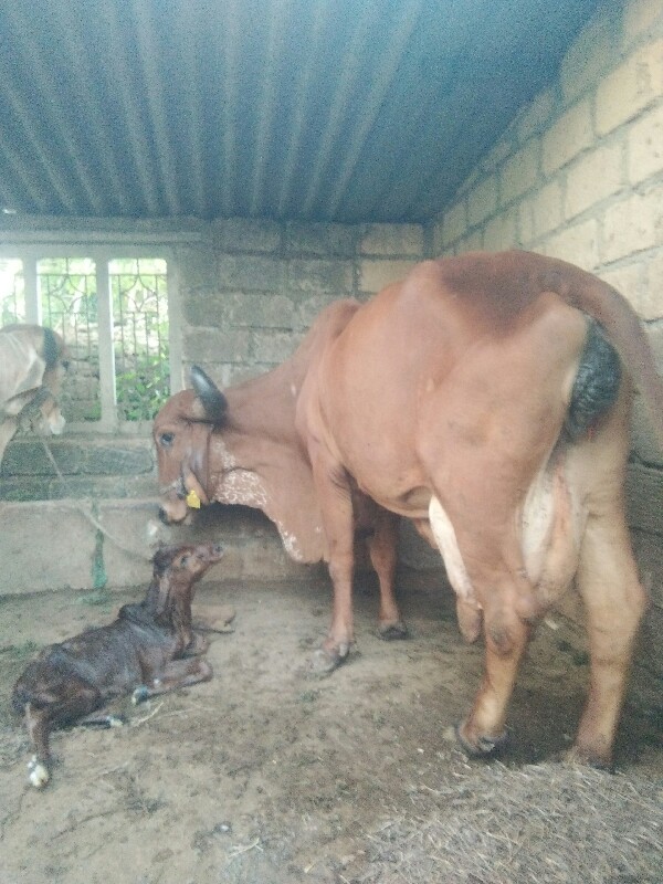 ગાય વેચવાની છે