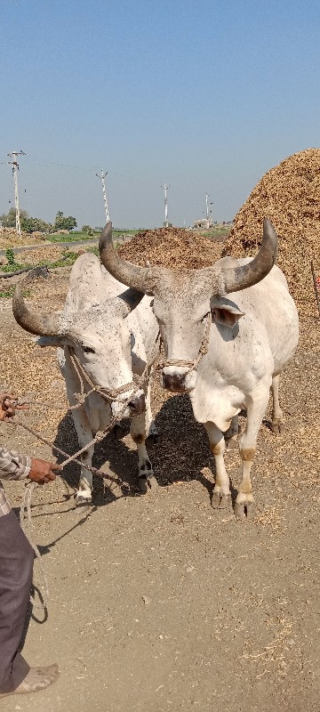 બળદ વેચવાના  છે