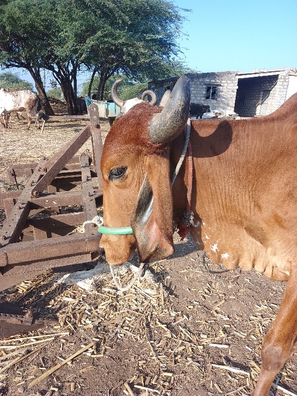 ગીરવાસડી