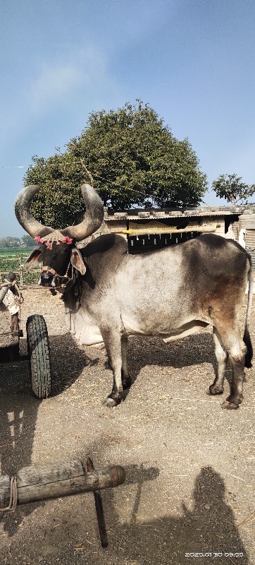 જાંબો બળદ જવાબદ...