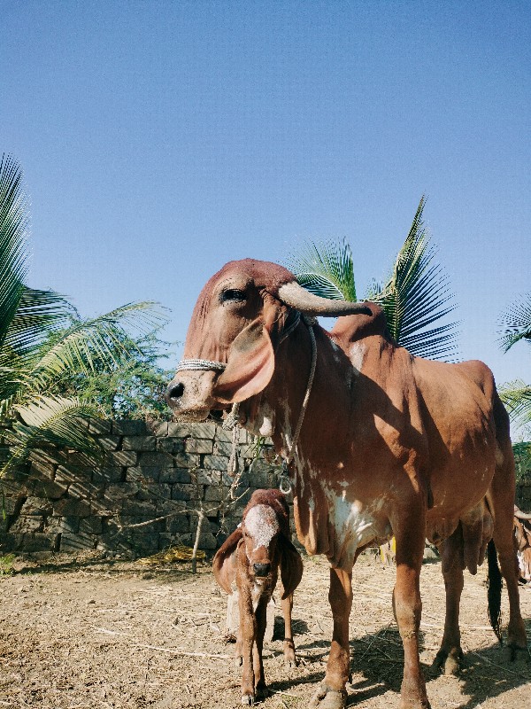 ગાઈ વેચવાની છેં