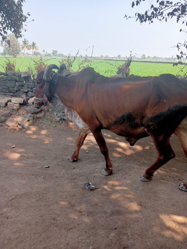 બળદ વેચવાનો છે