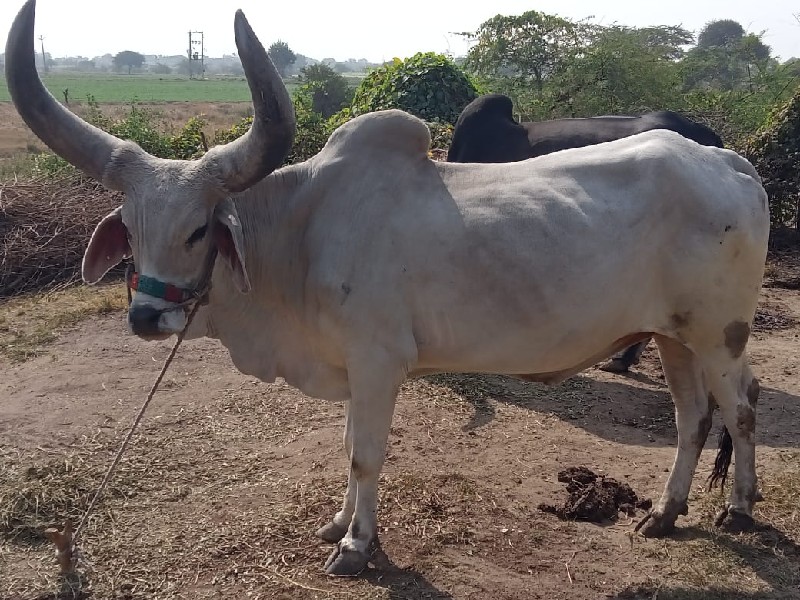 બડદ વેશવાનોછે