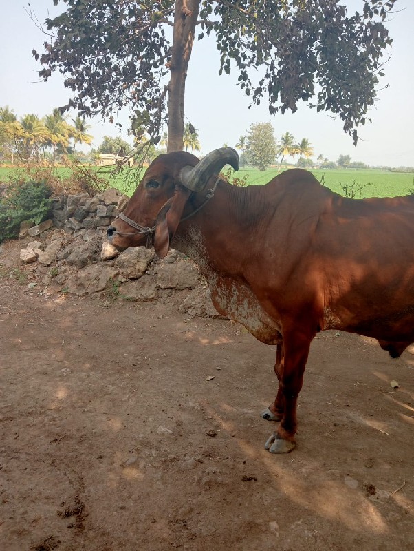 બળદ વેચવાનો છે