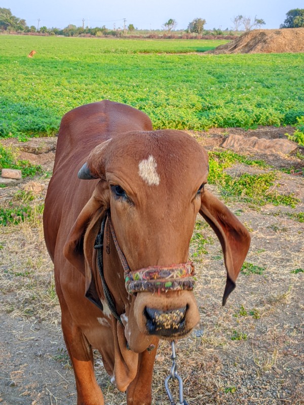 ગીર વાછડી વેચવા...