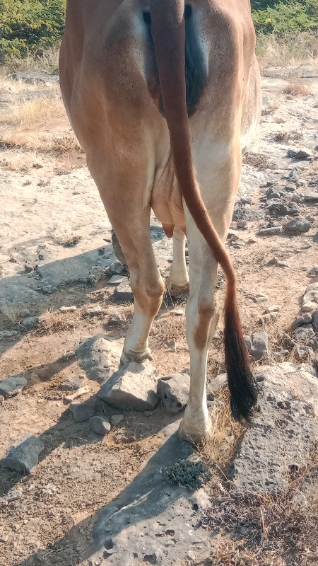 બે પેલું વેતર ગ...