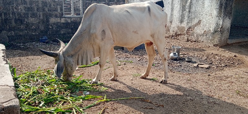 ગાય વેચવાની છે