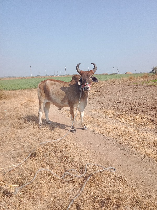 ઘોધલા વેચવા ના...