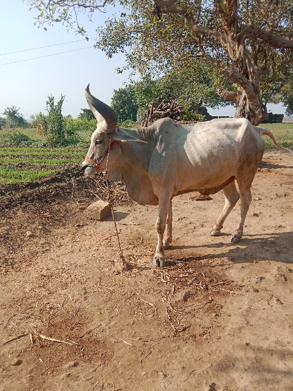 બરધ