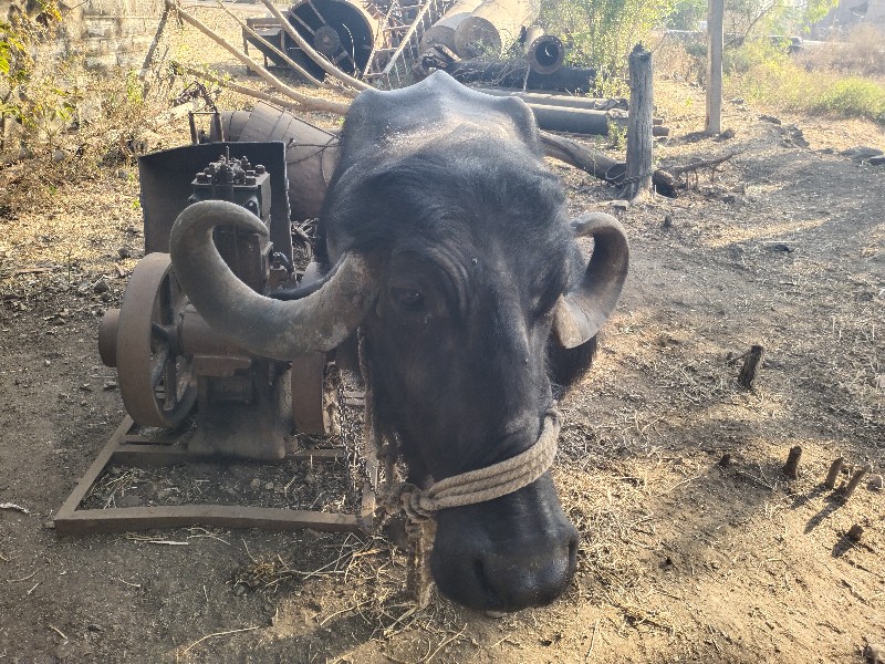 ભેંસ વેચવાની છે