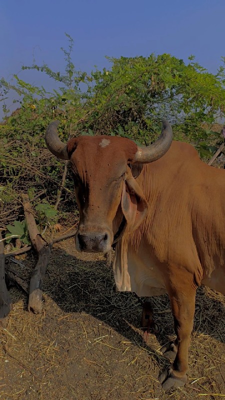 ગાય વેચવાની વાન...