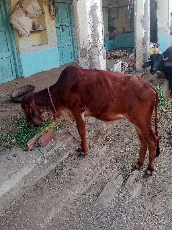 વાસડી