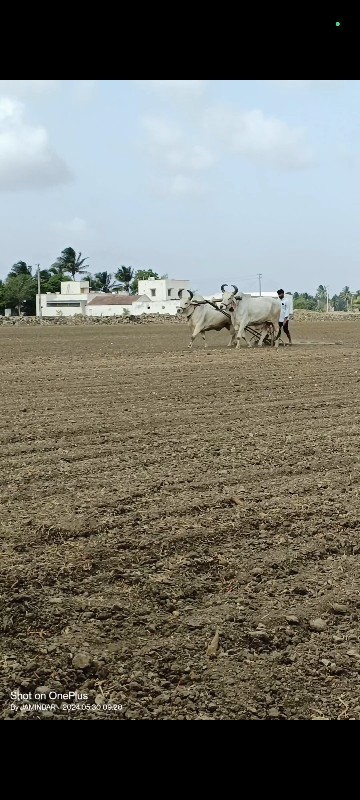 બળદ વેચવાના છે....