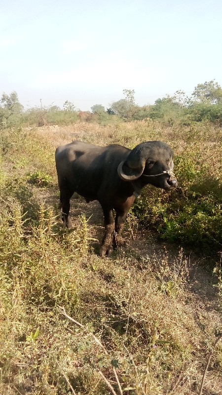 પાડો વેચવાનો છે