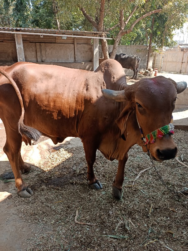 નવ મહીના પુરા થ...