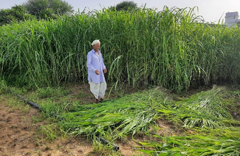 વાઢ વાડી જુવારન...