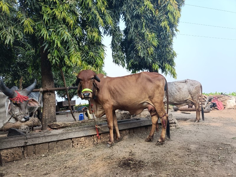 ગાય વેચવાની છે