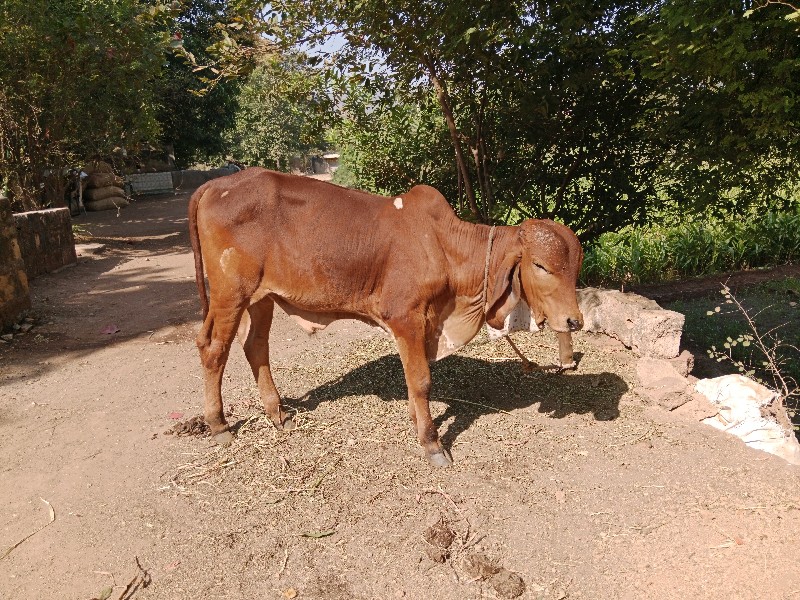 ગોઢલો