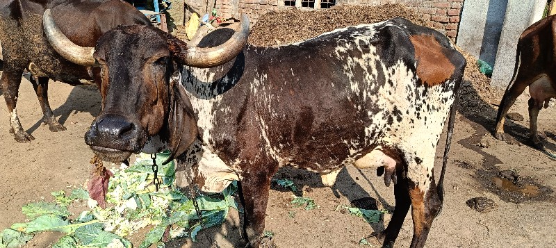 ગાય વેચવાની છે