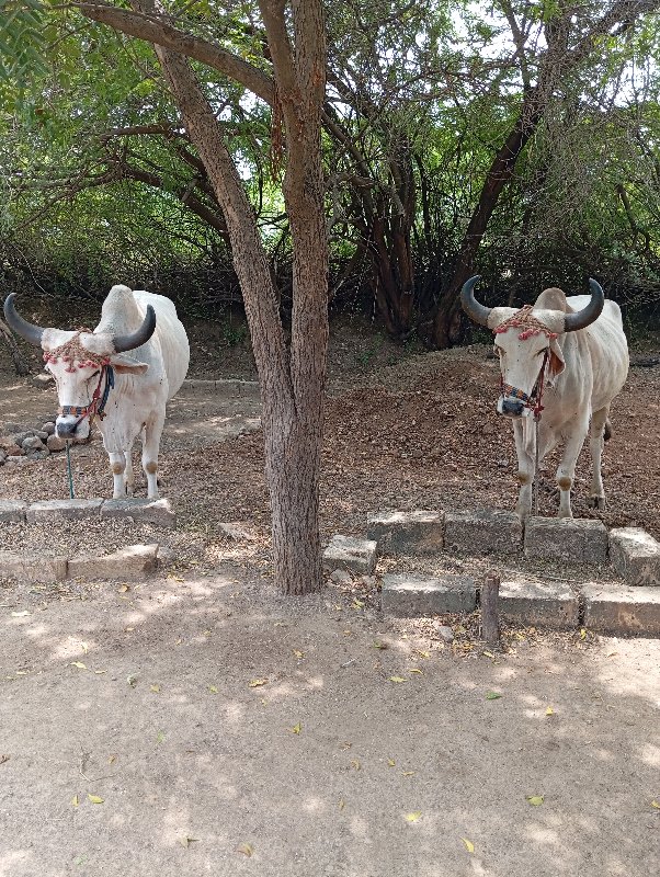 ગૉઢલા વેચવાના છ...