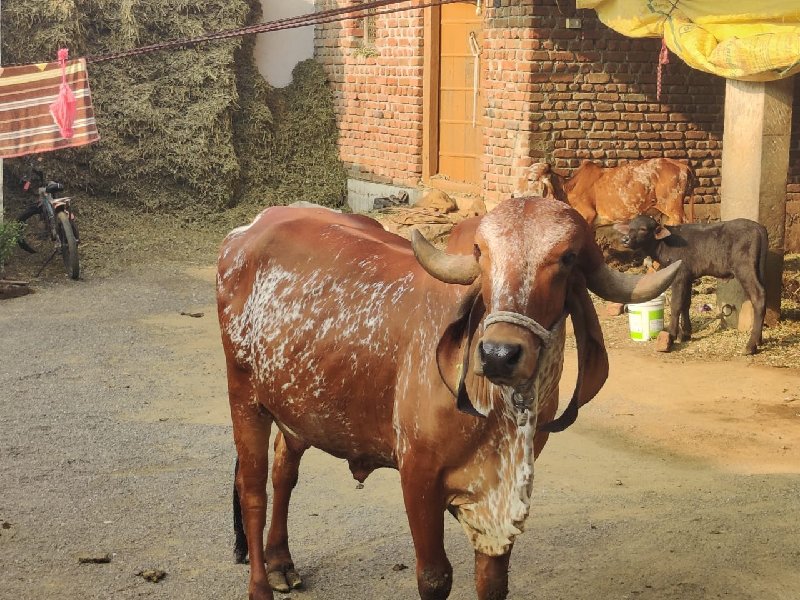 ગાય વેચવાની છે,