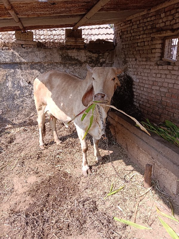 ગાય