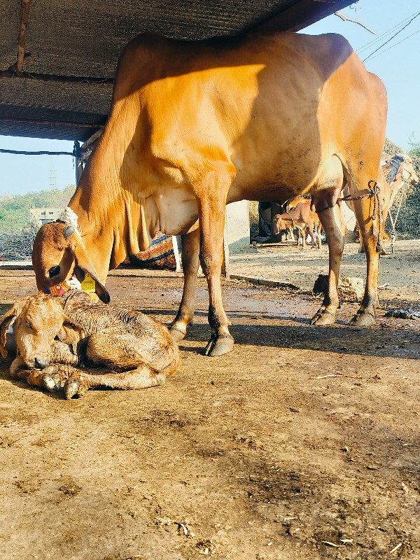 ગાય દેવાનિછે